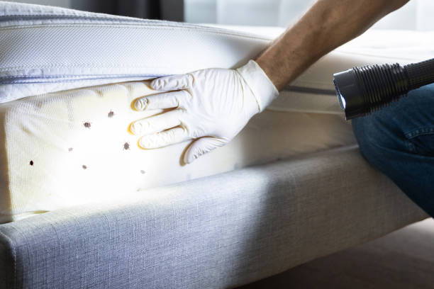 Best Residential Pest Control  in Granite Falls, NC
