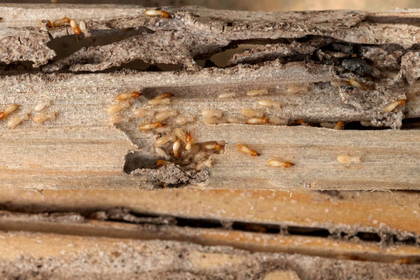 Flea Control Services in Granite Falls, NC